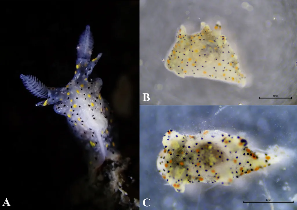 Neue Nacktschnecke in Taiwan: Miniaturwesen von der Größe eines Sesamsamens entdeckt